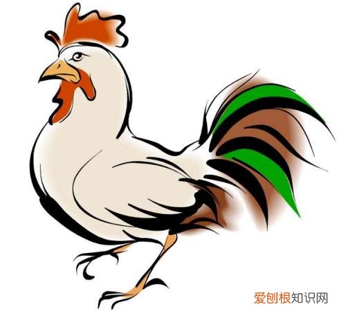 属鸡和什么属相相冲 2021年属鸡人的命运如何