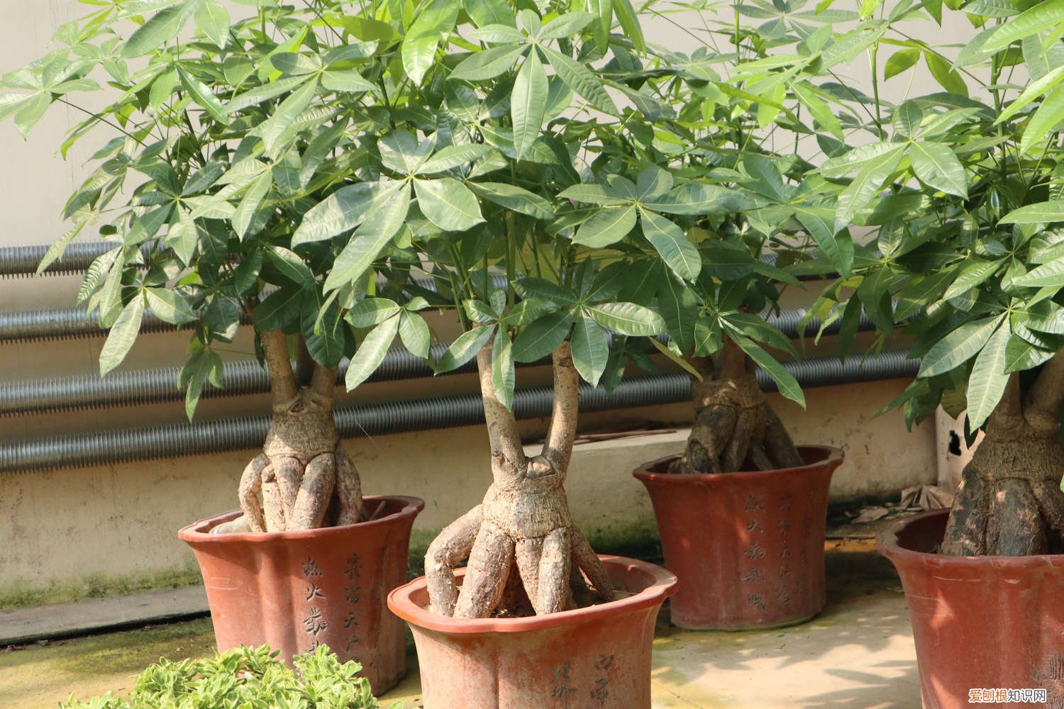 发财树叶子一碰就掉,掉光了还能活吗视频 发财树叶子一碰就掉，掉光了还能活吗