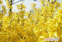 百度百科迎春花 迎春花的资料信息分享