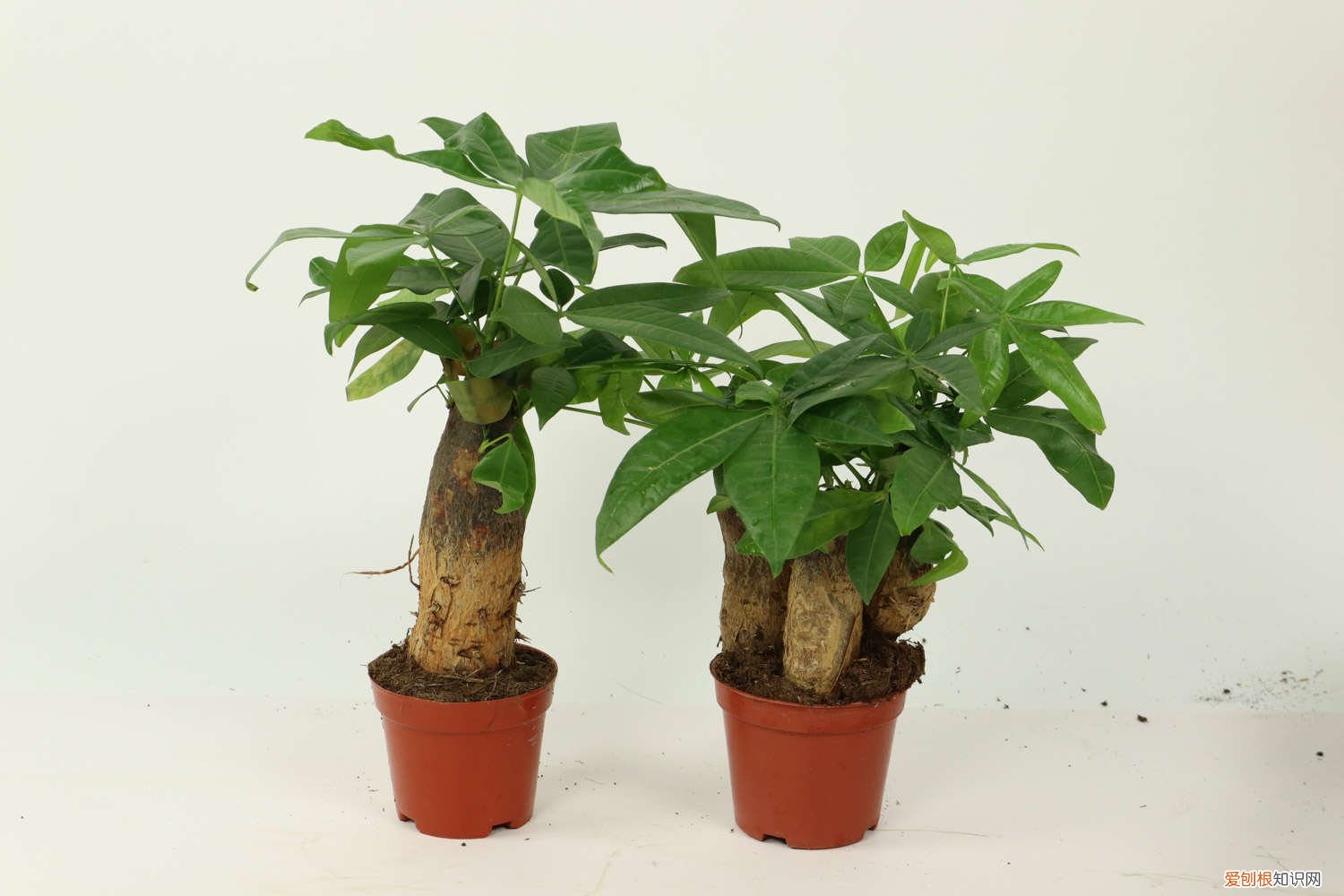 发财树养不活是不是发不了财了 大发财树怎么养，为什么养不活