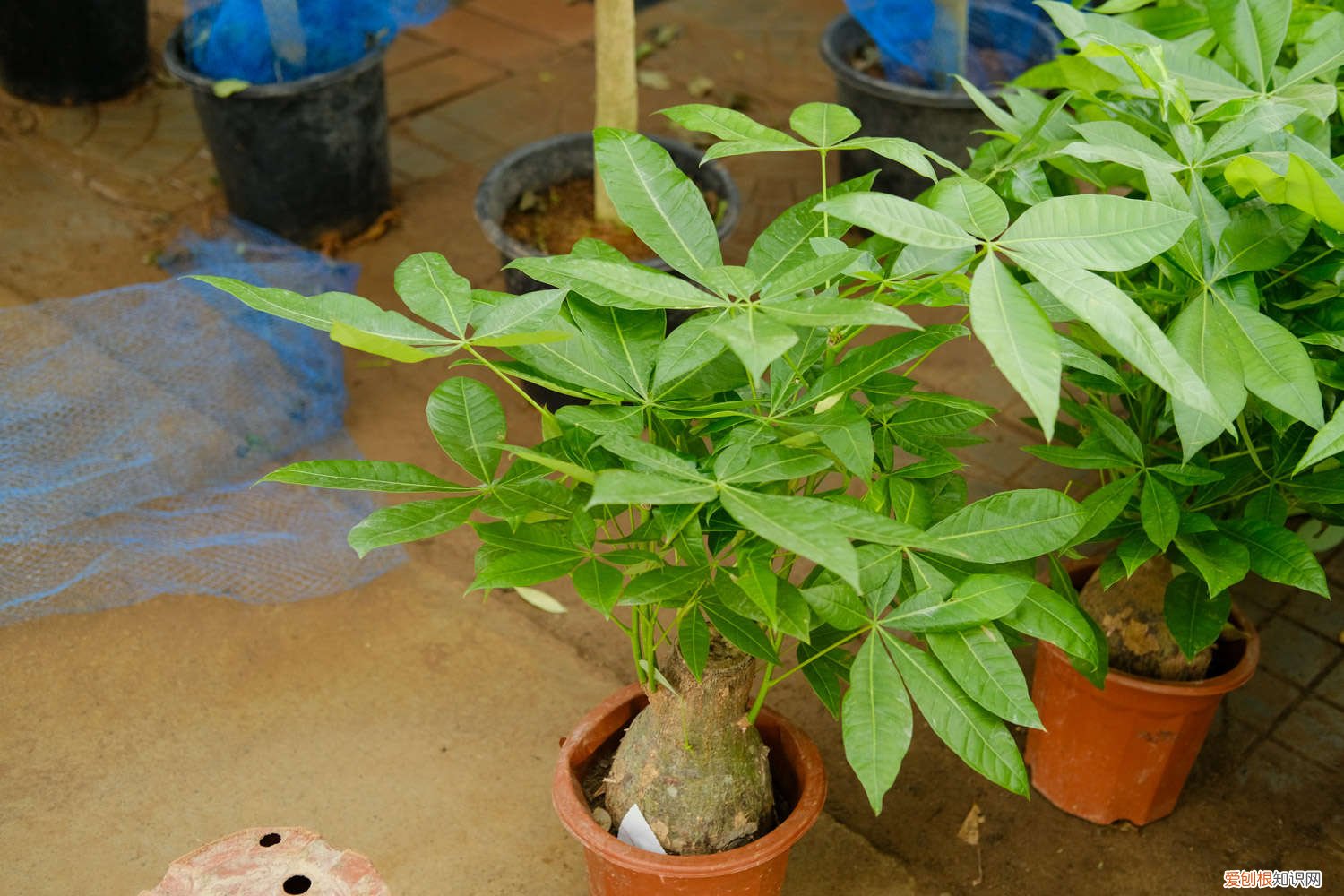 小盆的发财树放到什么位置好 小盆的发财树怎么养，正确的摆放位置