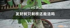 把发财树根全部截掉还能重新生根吗 发财树只剩根还能活吗，烂根后重新生根方法