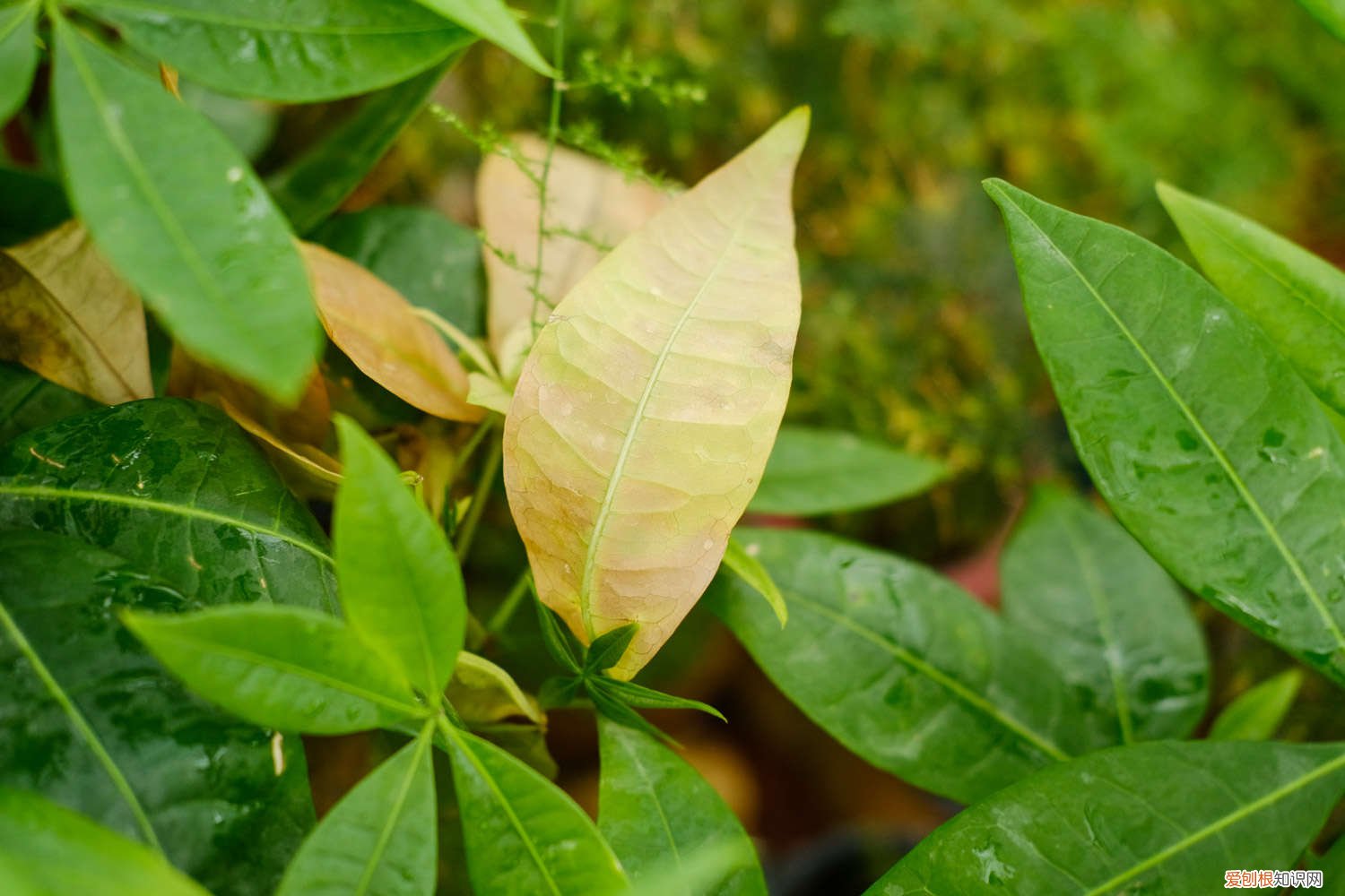 发财树适合深盆吗 发财树用大盆还是深盆,配什么盆好看