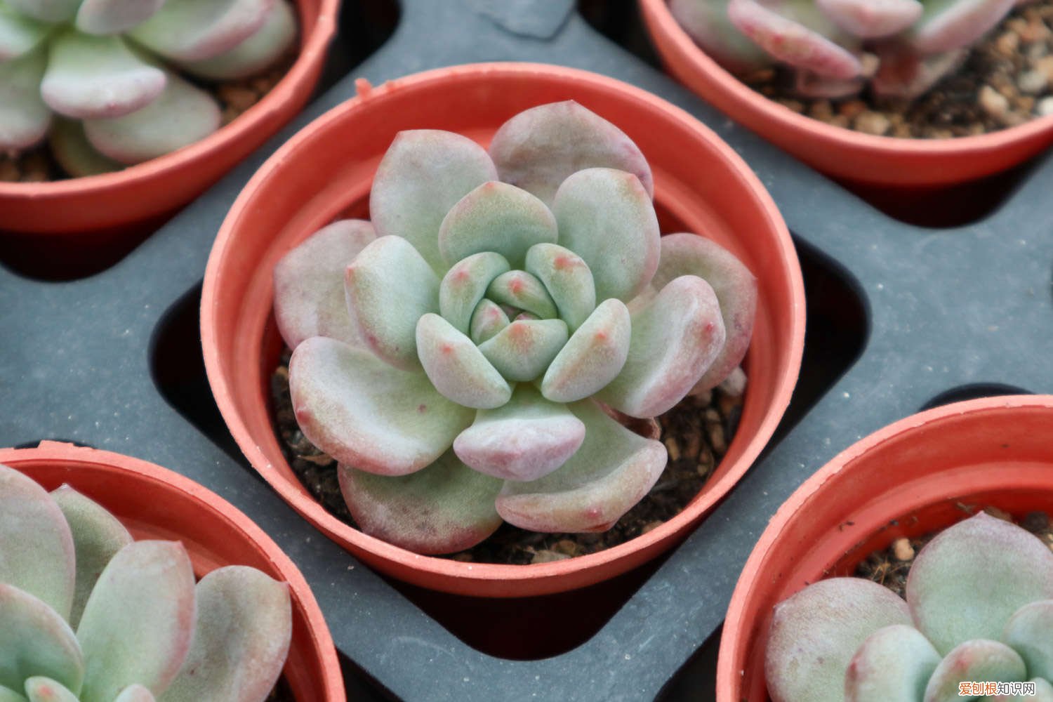 多肉叶插长根后多久长芽 多肉叶插发芽后怎么种,多久给水,多久长大