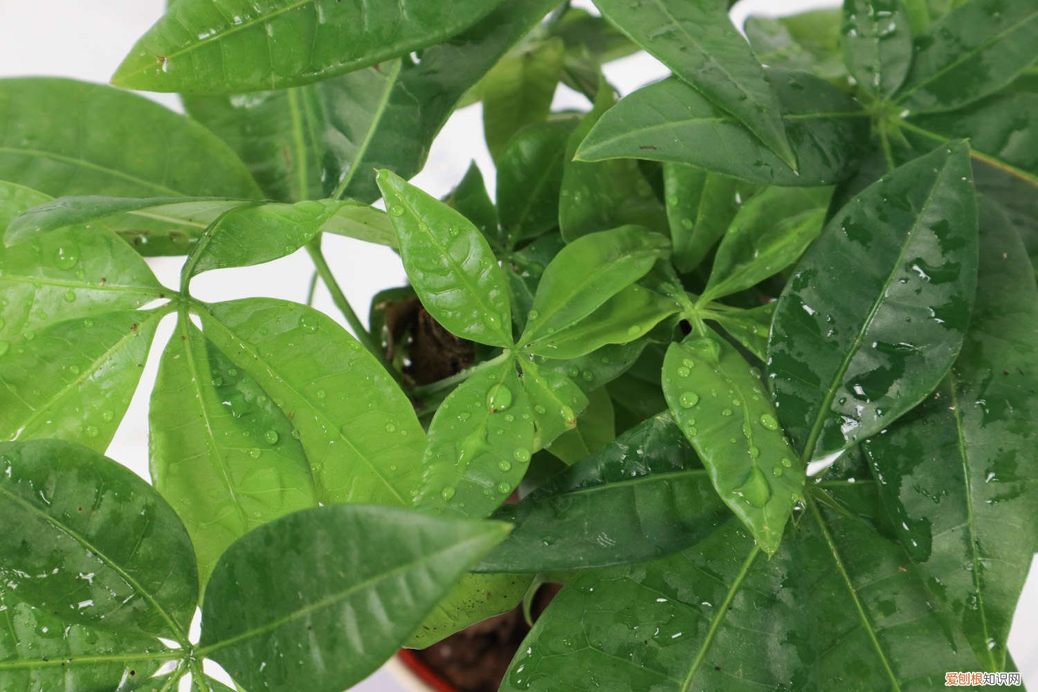 小发财树如何浇水 小发财树怎么养才茂盛，怎么浇水