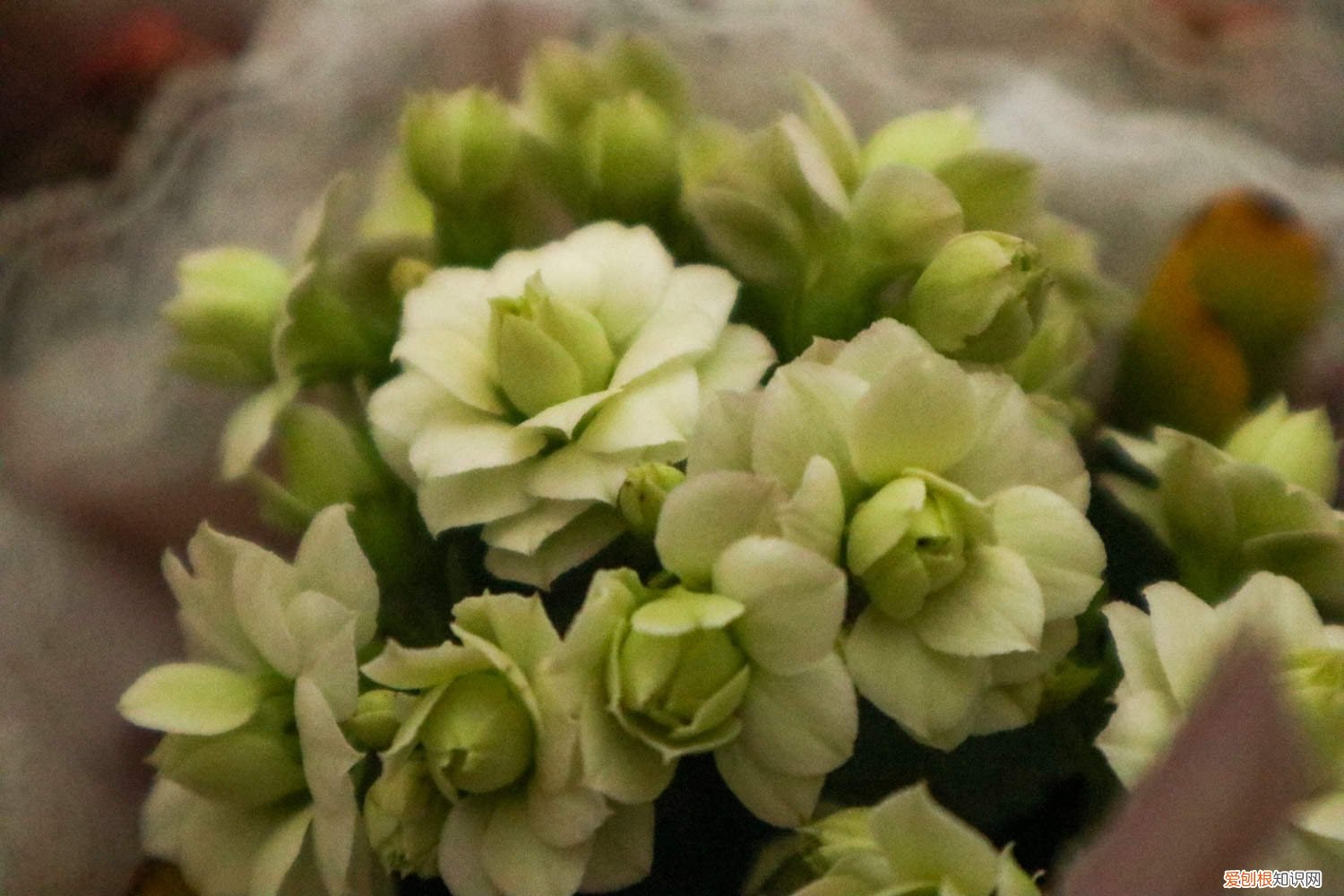 新买的长寿花要换盆吗,能浇水吗视频 新买的长寿花要换盆吗，能浇水吗？