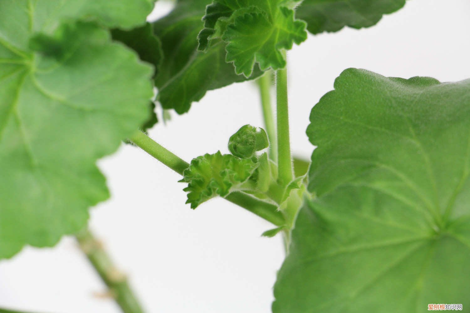 天竺葵小苗移栽方法 天竺葵小苗的价格，小苗养殖方法有哪些