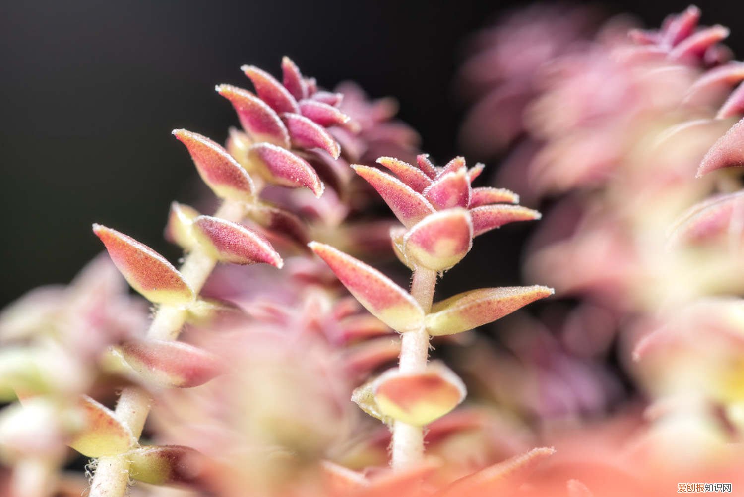 多肉植物茜之塔怎么养 茜之塔多肉怎么养，用什么盆，徒长怎么办？