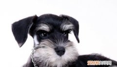 雪纳瑞多大可以修毛 雪纳瑞的修毛时间