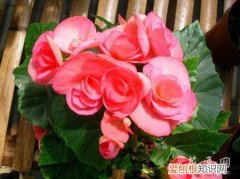 四季海棠冬季的养殖方法和注意事项 四季海棠的养殖注意事项