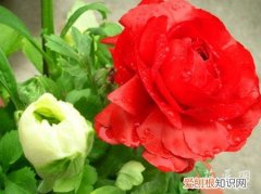 四季海棠有没有毒 四季海棠有没有毒？