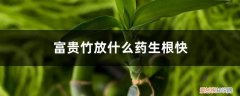 富贵竹用什么药生根 富贵竹放什么药生根快，老是不生根怎么办