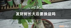 发财树何时换盆,怎样换盆? 发财树长大后要换盆吗，什么时候换盆好
