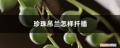 珍珠吊兰如何扦插 多肉珍珠吊兰怎样扦插，一串怎样爆盆？
