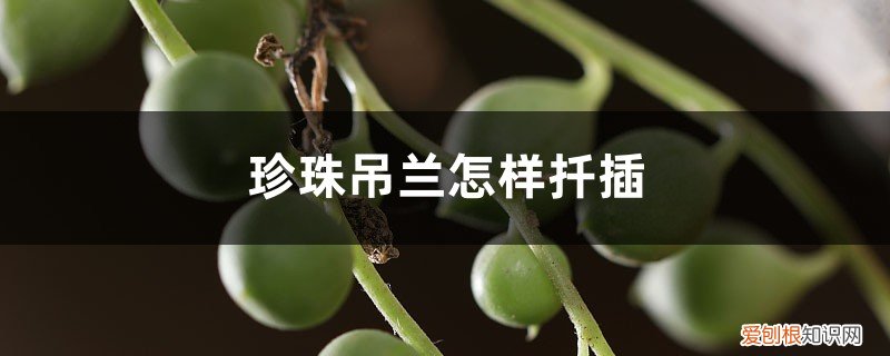 珍珠吊兰如何扦插 多肉珍珠吊兰怎样扦插，一串怎样爆盆？