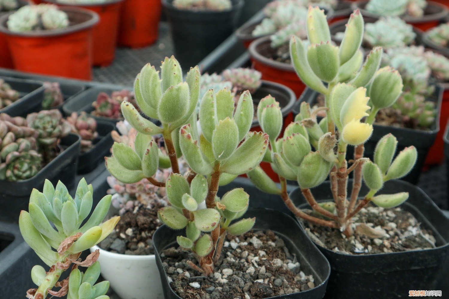 熊童子怎么养胖出红爪子 多肉熊掌“熊童子”怎么养胖，才能有红爪子？