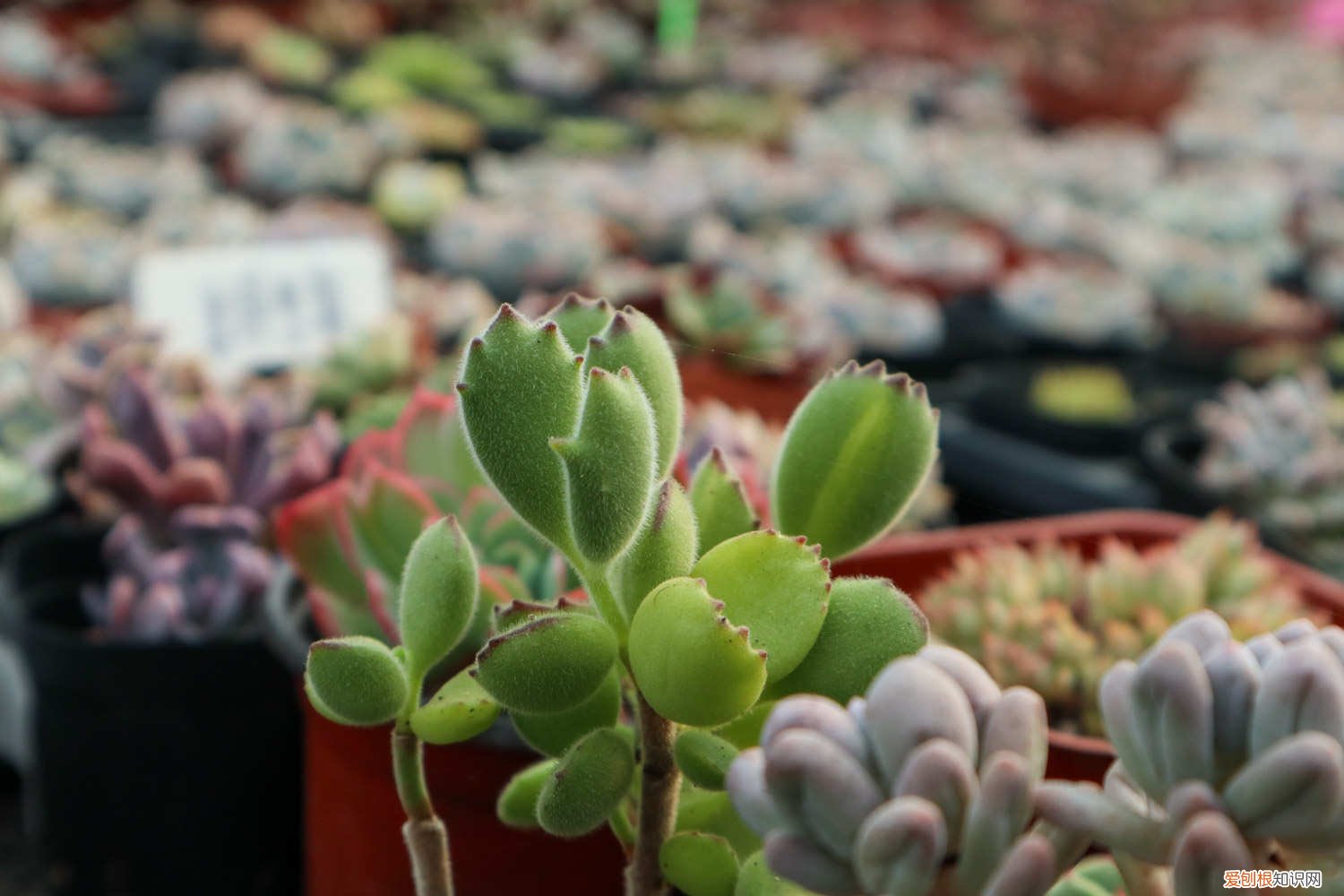 熊童子怎么养胖出红爪子 多肉熊掌“熊童子”怎么养胖，才能有红爪子？