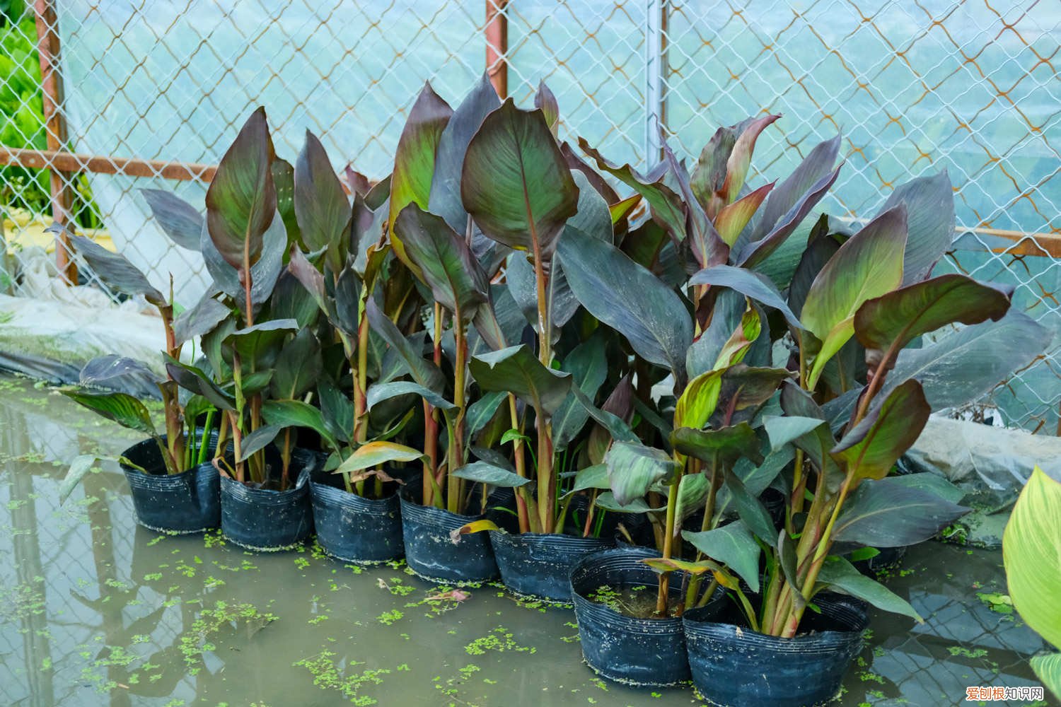 美人蕉秋天可以移栽吗 美人蕉秋天怎么养