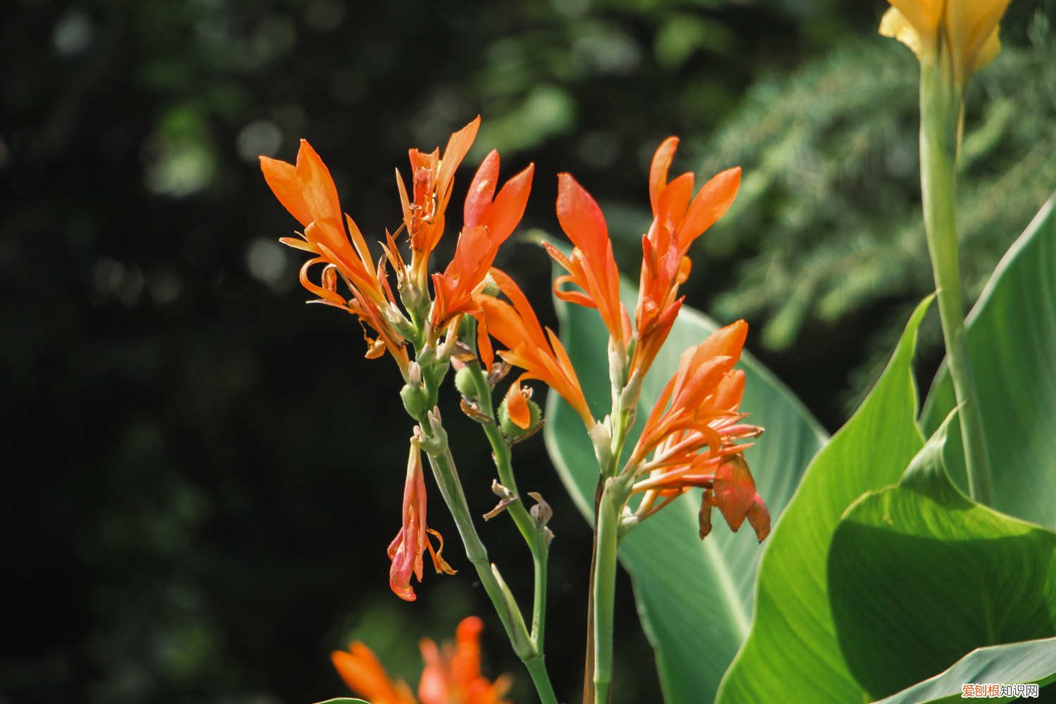 美人蕉秋天可以移栽吗 美人蕉秋天怎么养