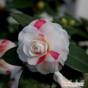 养殖茶花的六大注意要点是 养殖茶花的六大注意要点