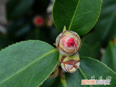 茶花为什么开不出花 茶花不开花的原因有哪些？