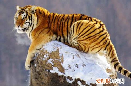 62年属虎的一生有几次婚姻属虎人的婚姻运势