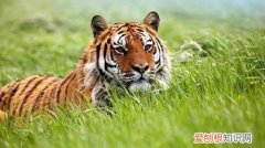 62年属虎的一生有几次婚姻属虎人的婚姻运势