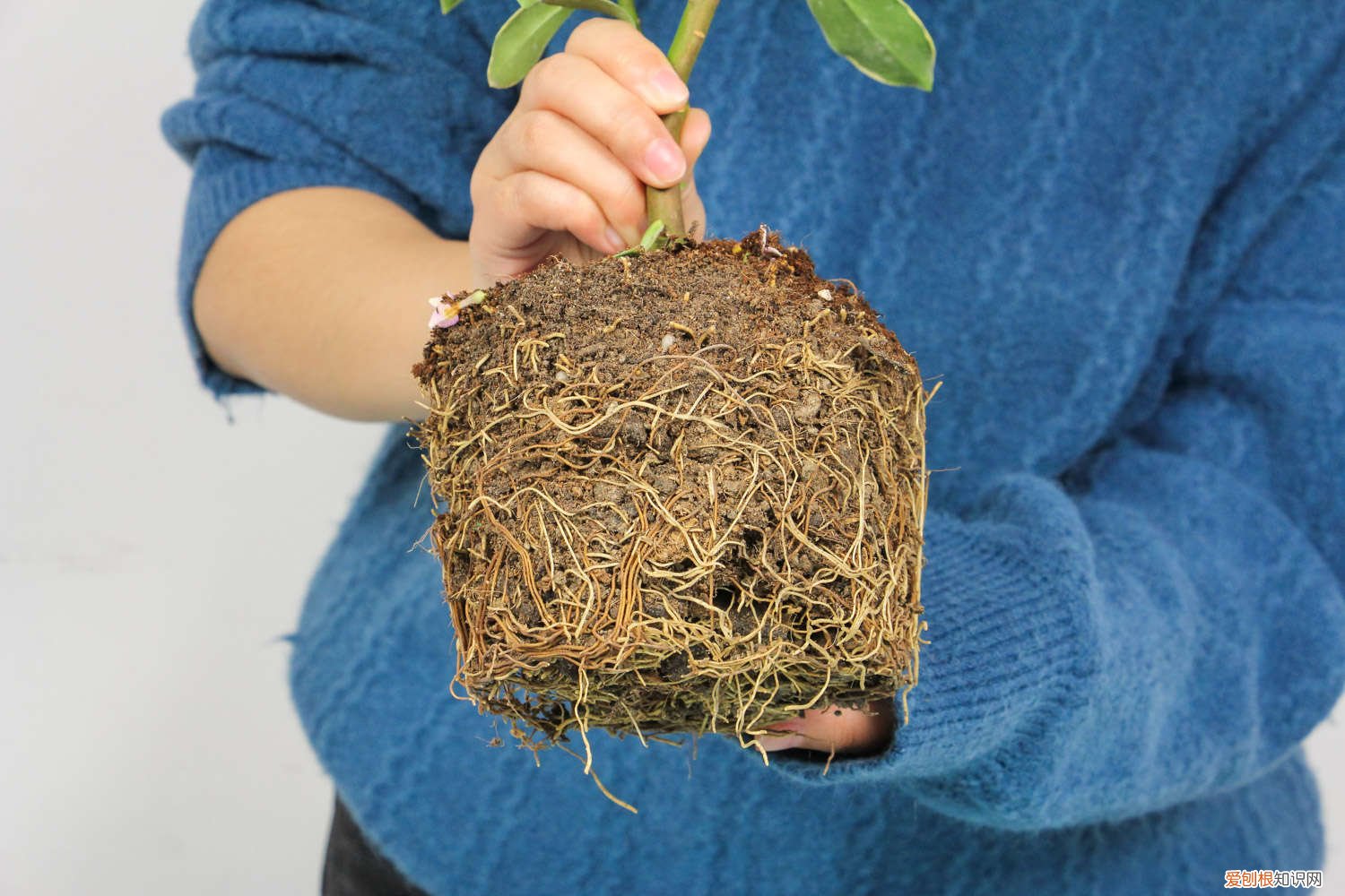 叶子耷拉“没精神”？剪1刀，枝条插水里，植物重返生机