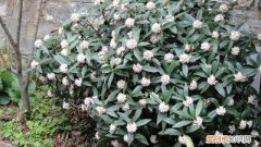 叶子耷拉“没精神”？剪1刀，枝条插水里，植物重返生机