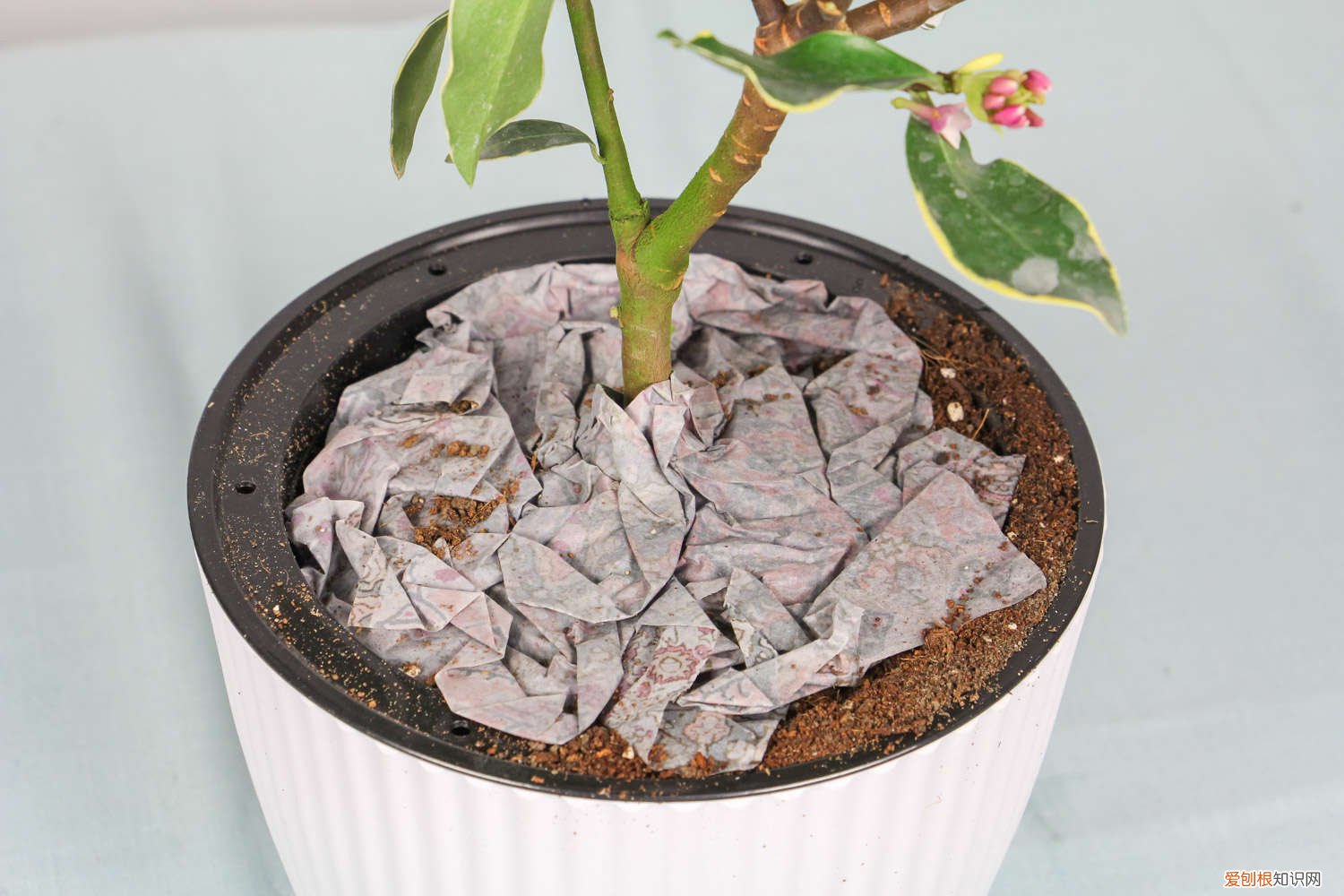 叶子耷拉“没精神”？剪1刀，枝条插水里，植物重返生机