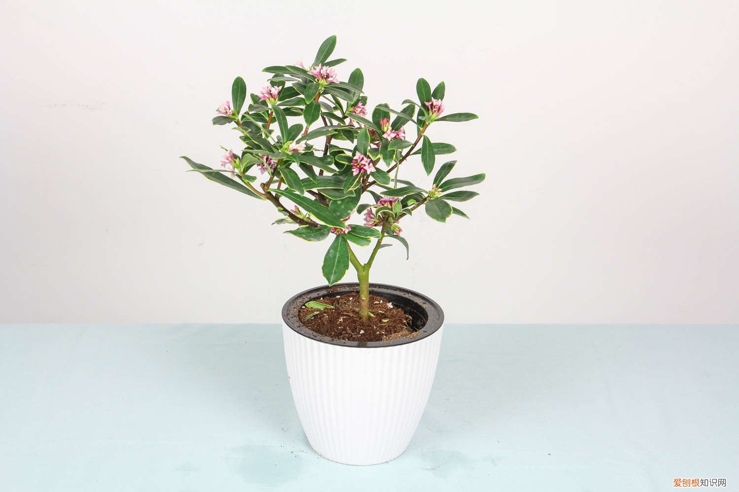 叶子耷拉“没精神”？剪1刀，枝条插水里，植物重返生机