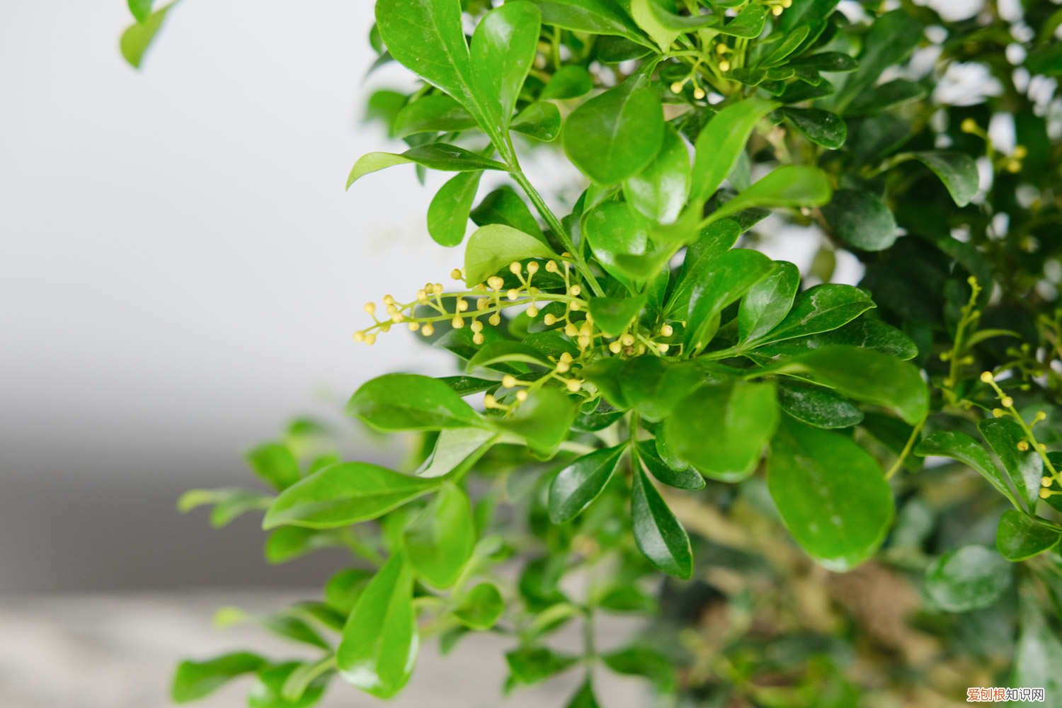 盆栽米兰冬天怎么养 米兰冬季怎么养