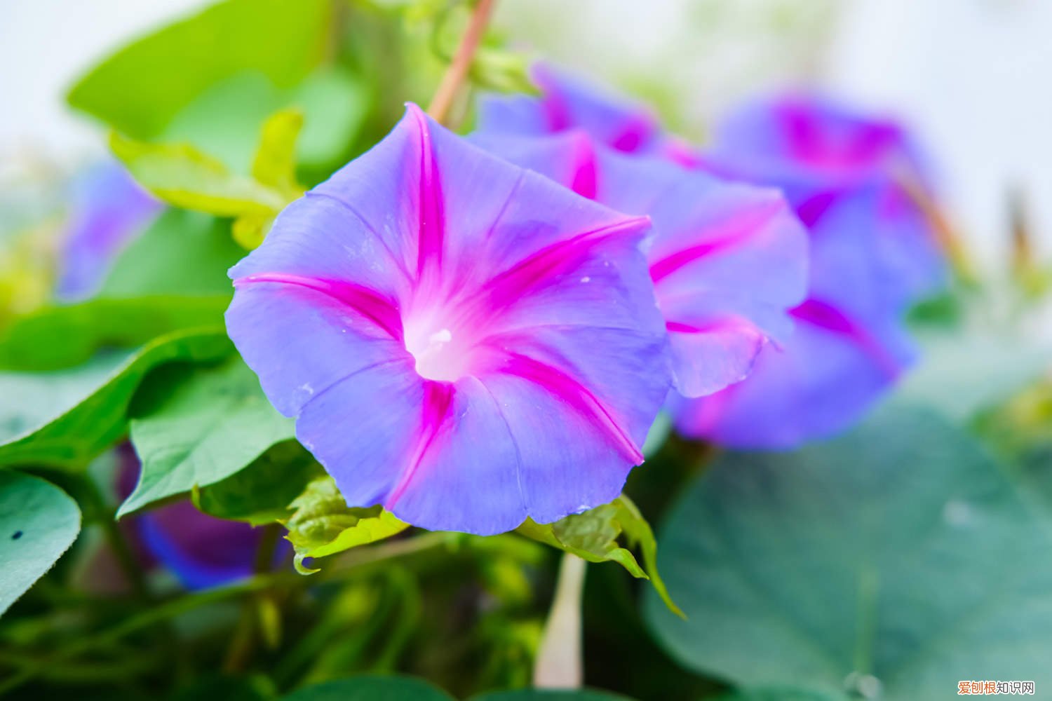 长牵牛花夏天怎么养 牵牛花秋天怎么养