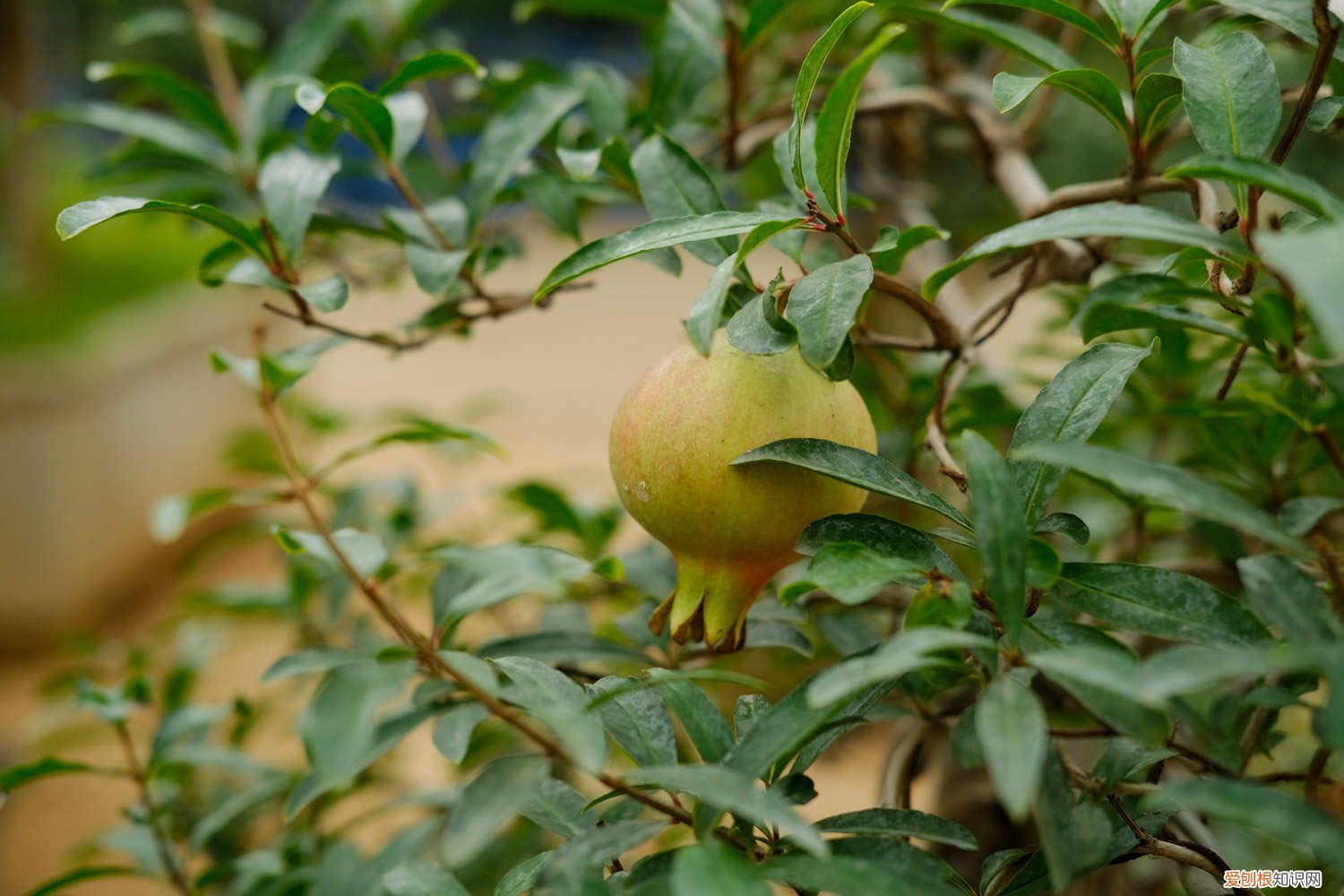 石榴花秋天怎么养殖 石榴花秋天怎么养