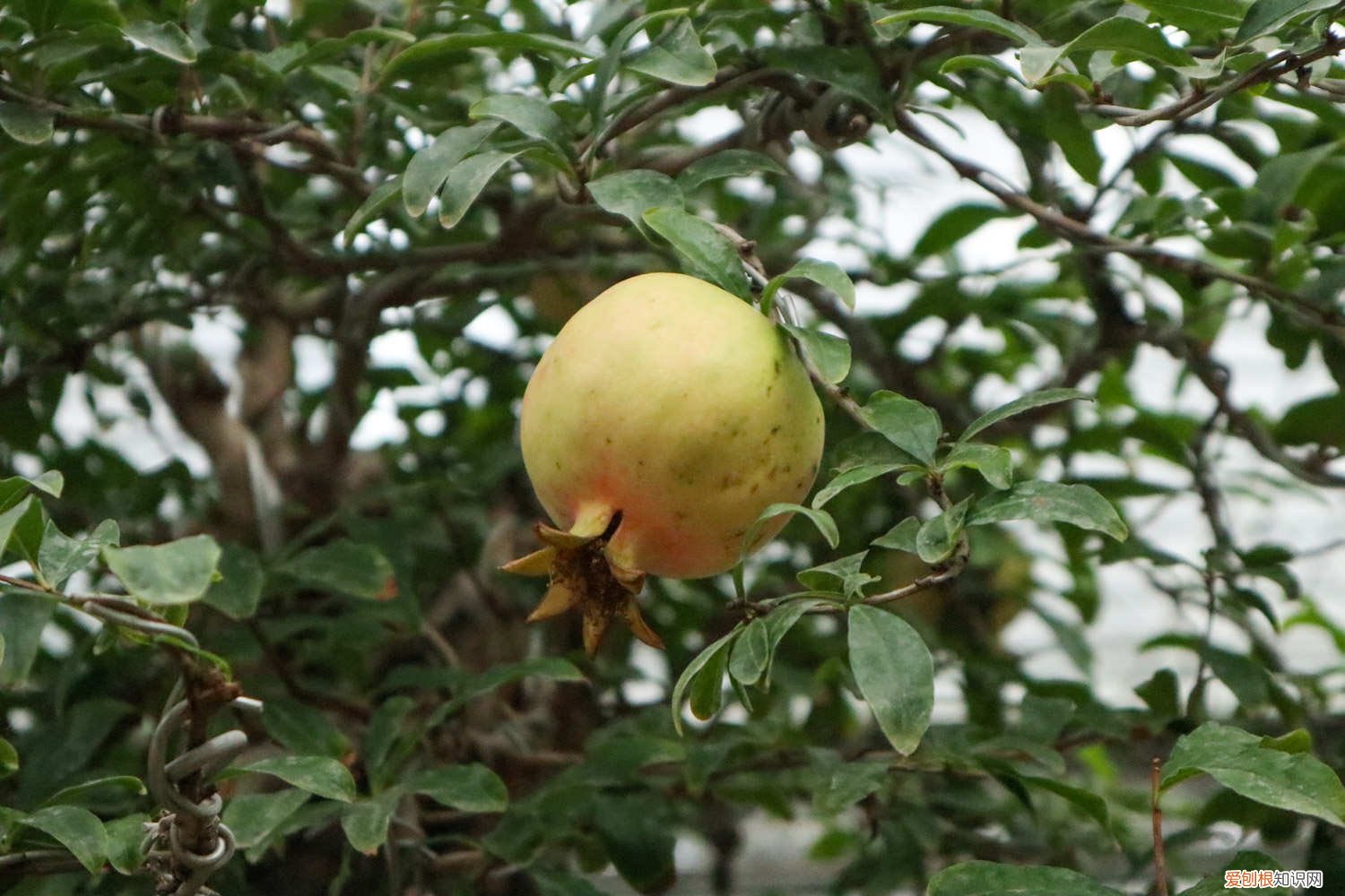 石榴花秋天怎么养殖 石榴花秋天怎么养