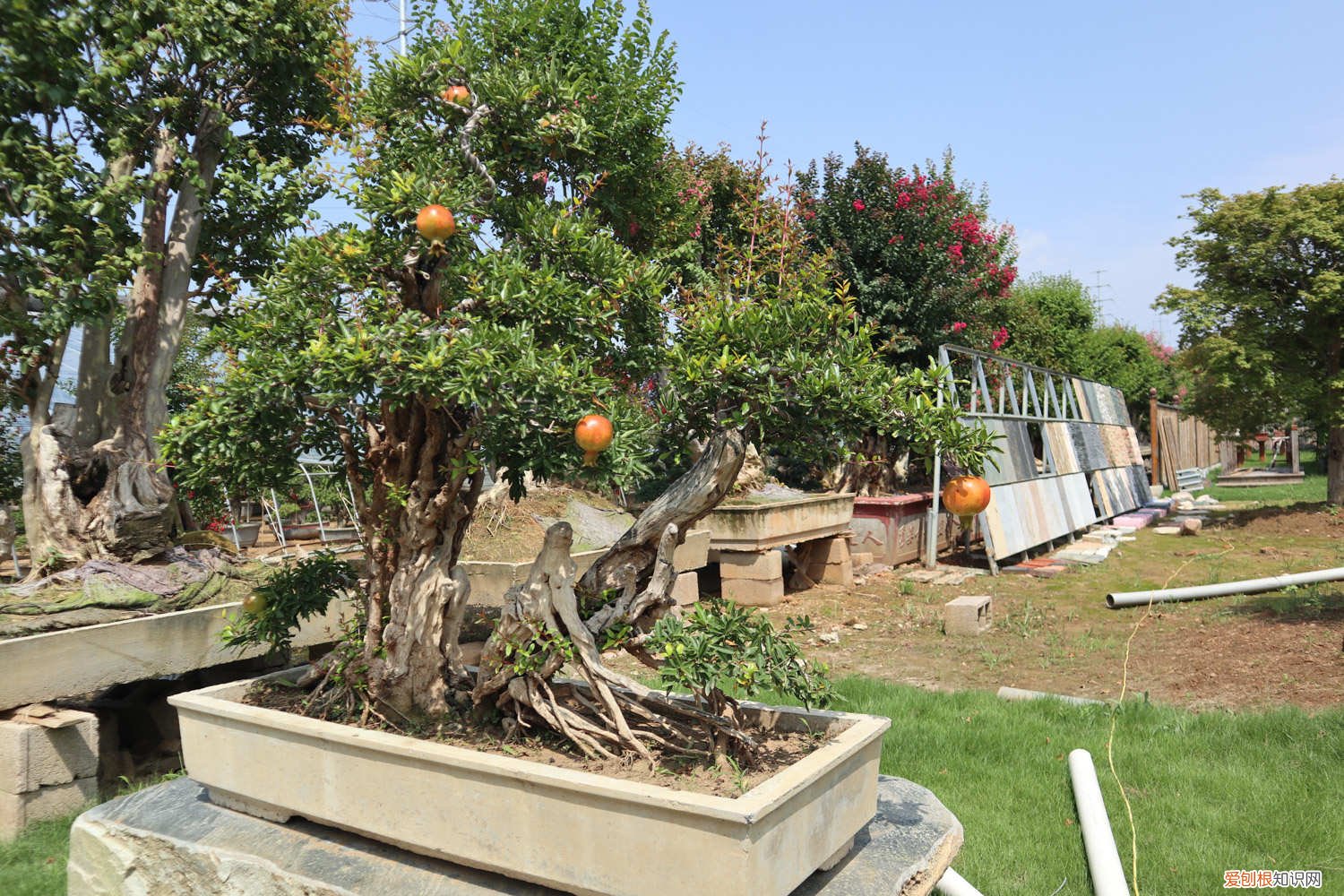 石榴花秋天怎么养殖 石榴花秋天怎么养