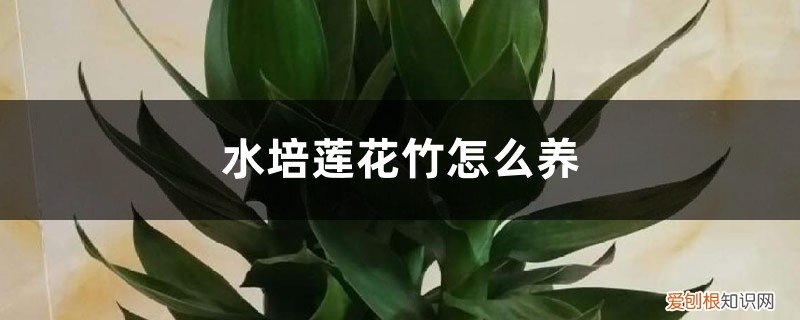 水培莲花竹可以种在花盆里吗 水培莲花竹怎么养