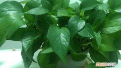 冬天养花怎样保温 养花冬天要防冻，盆里加点“它”，再冷叶子也是油亮亮