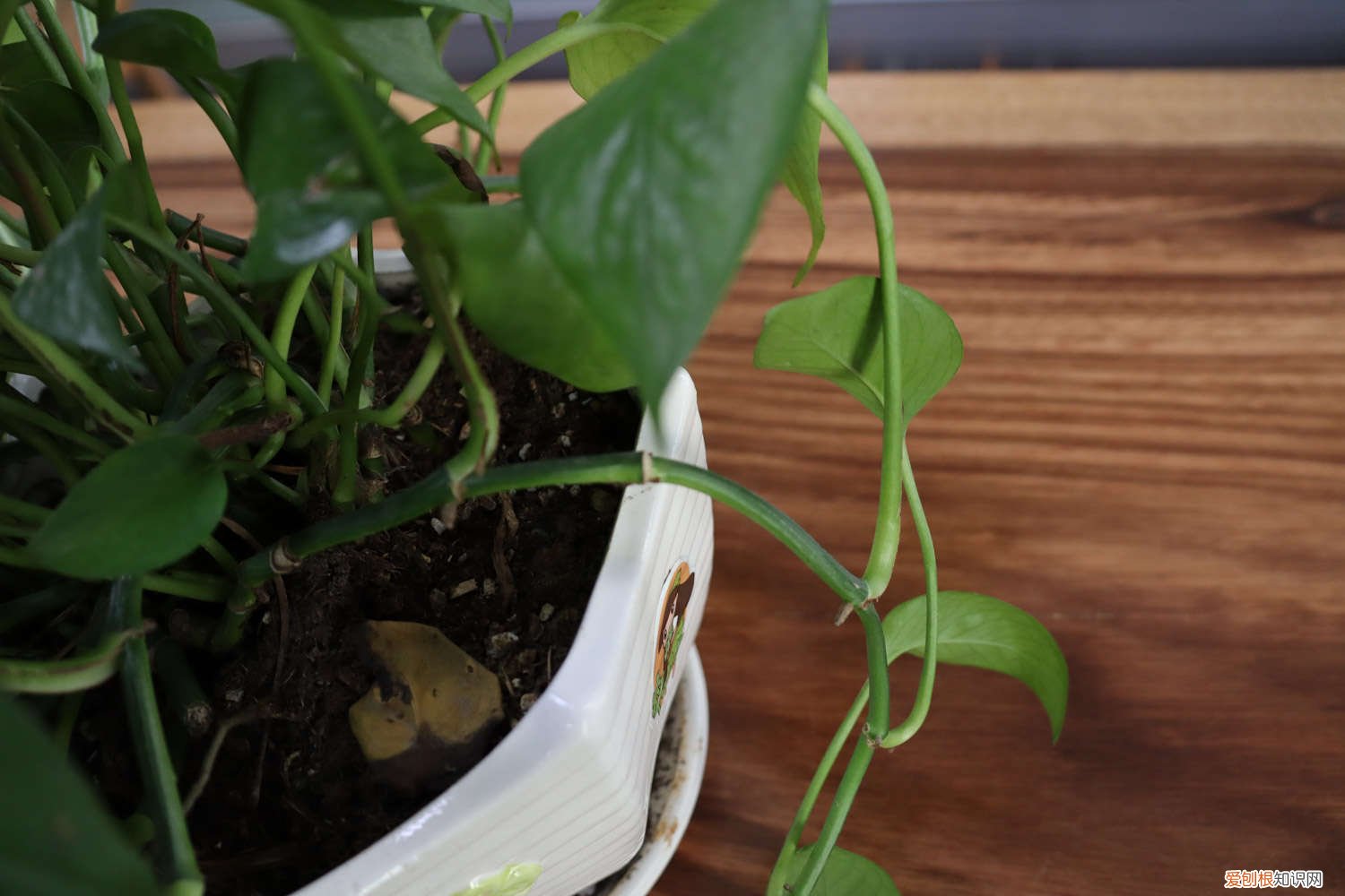 冬天养花怎样保温 养花冬天要防冻，盆里加点“它”，再冷叶子也是油亮亮