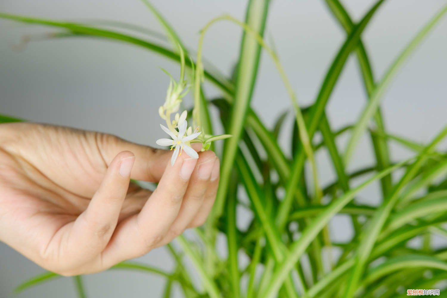 吊兰从叶尖开始变黄 吊兰又黄叶又干尖儿？浇这2种水，15天吊兰叶子绿油油