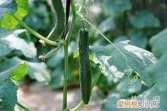 阳台韭菜的种植方法有哪些视频 阳台韭菜的种植方法有哪些？