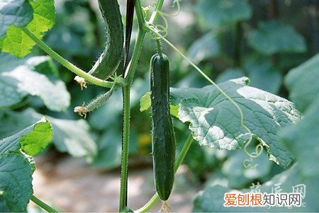 阳台韭菜的种植方法有哪些视频 阳台韭菜的种植方法有哪些?