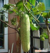 黄瓜怎么样施肥 黄瓜应该如何施肥呢？