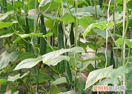 黄瓜的栽培技术有哪些 黄瓜的种植方法有哪些?