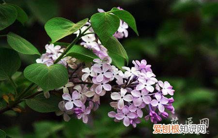 丁香花的栽培管理方法方式 丁香花的栽培管理方法是什么？