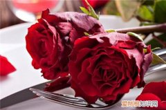 情人节送老婆什么花 情人节送花注意事项