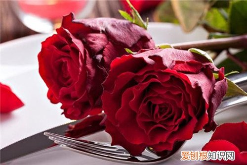 情人节送老婆什么花 情人节送花注意事项