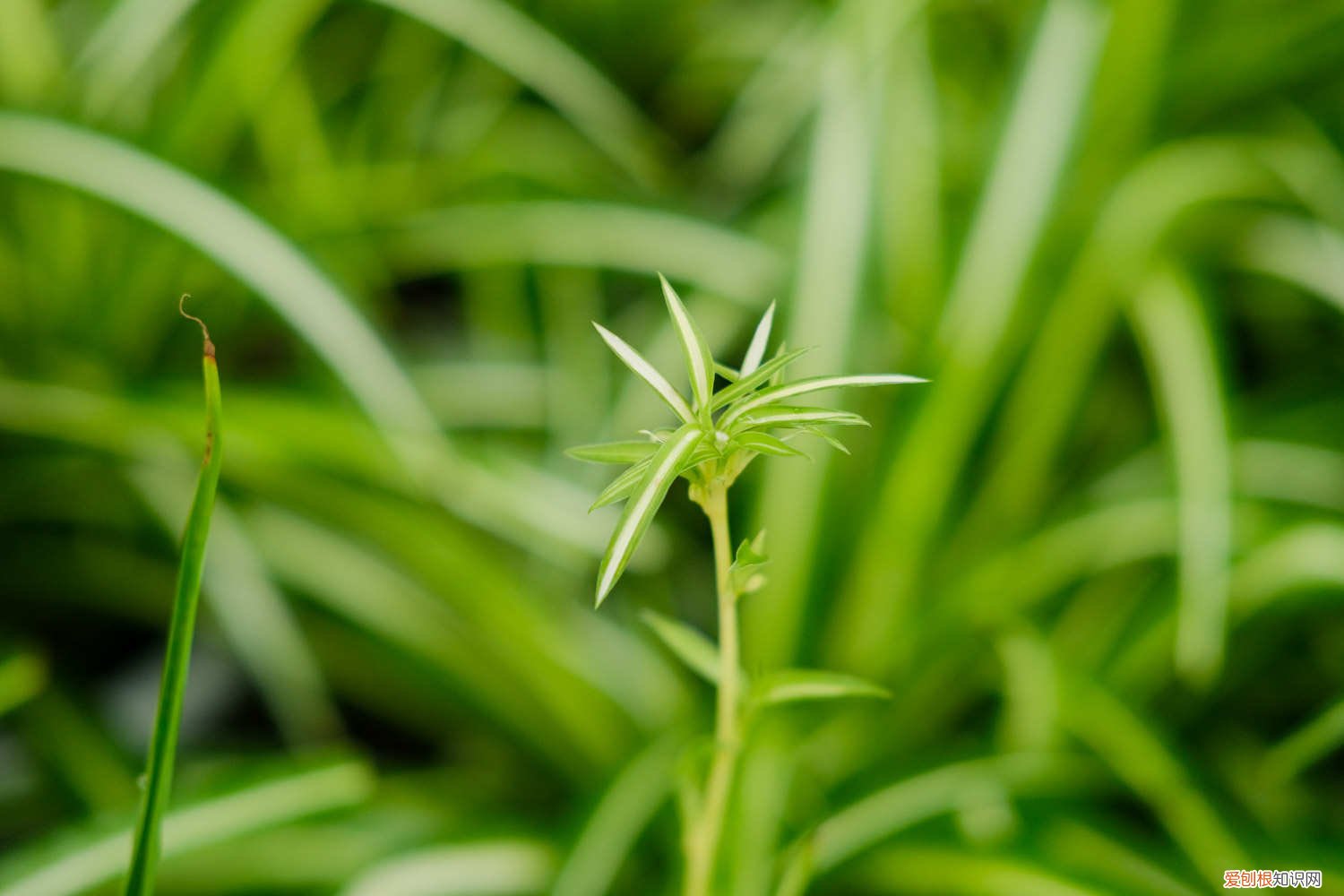吊兰是花还是草? 怎样上山寻找名贵兰草，兰草和吊兰有区别吗？