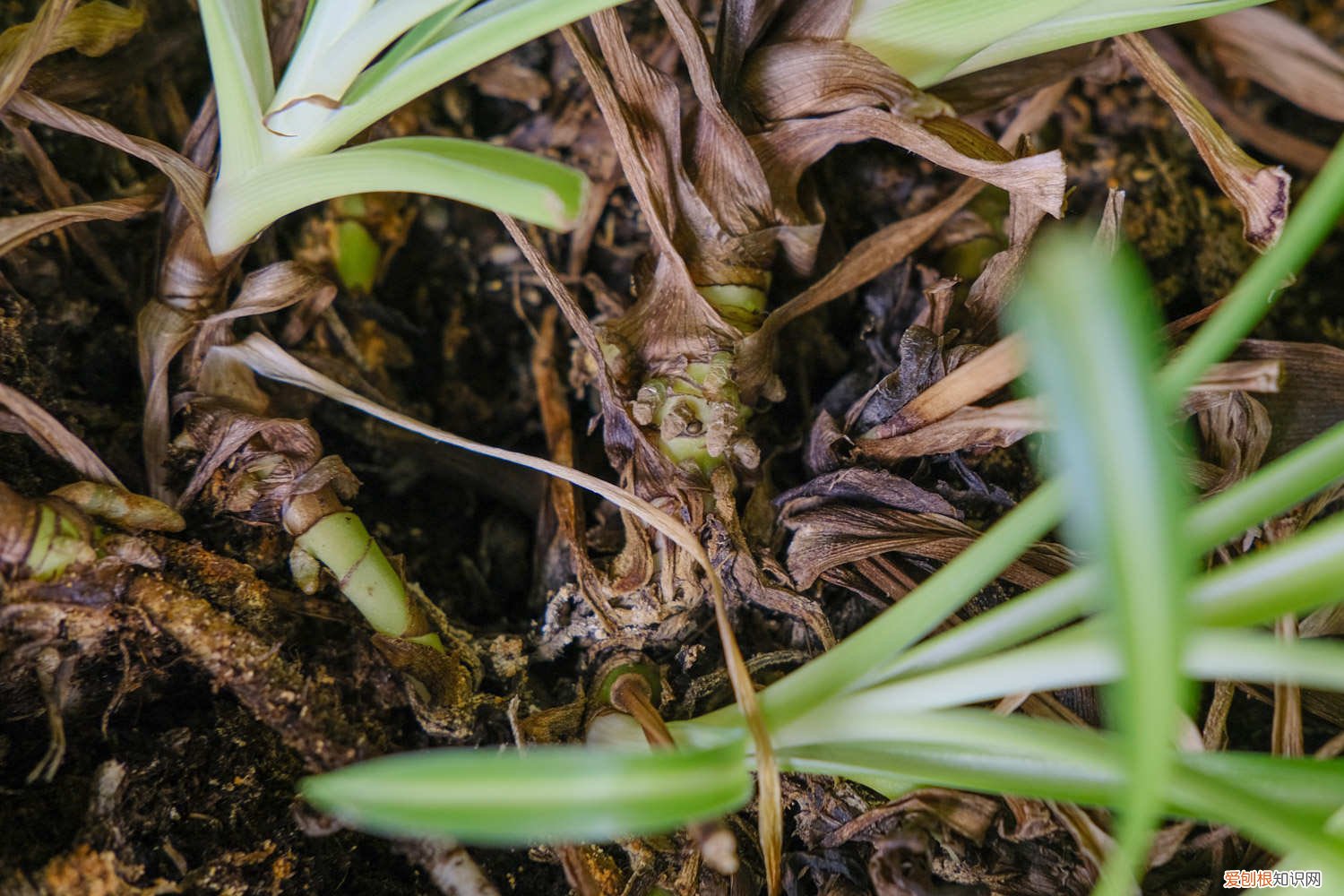 吊兰是花还是草? 怎样上山寻找名贵兰草，兰草和吊兰有区别吗？
