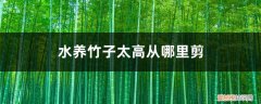 水竹长的太高怎么修剪 水养竹子太高从哪里剪，叶子黄了怎么修剪？